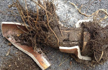 tree roots in pipes