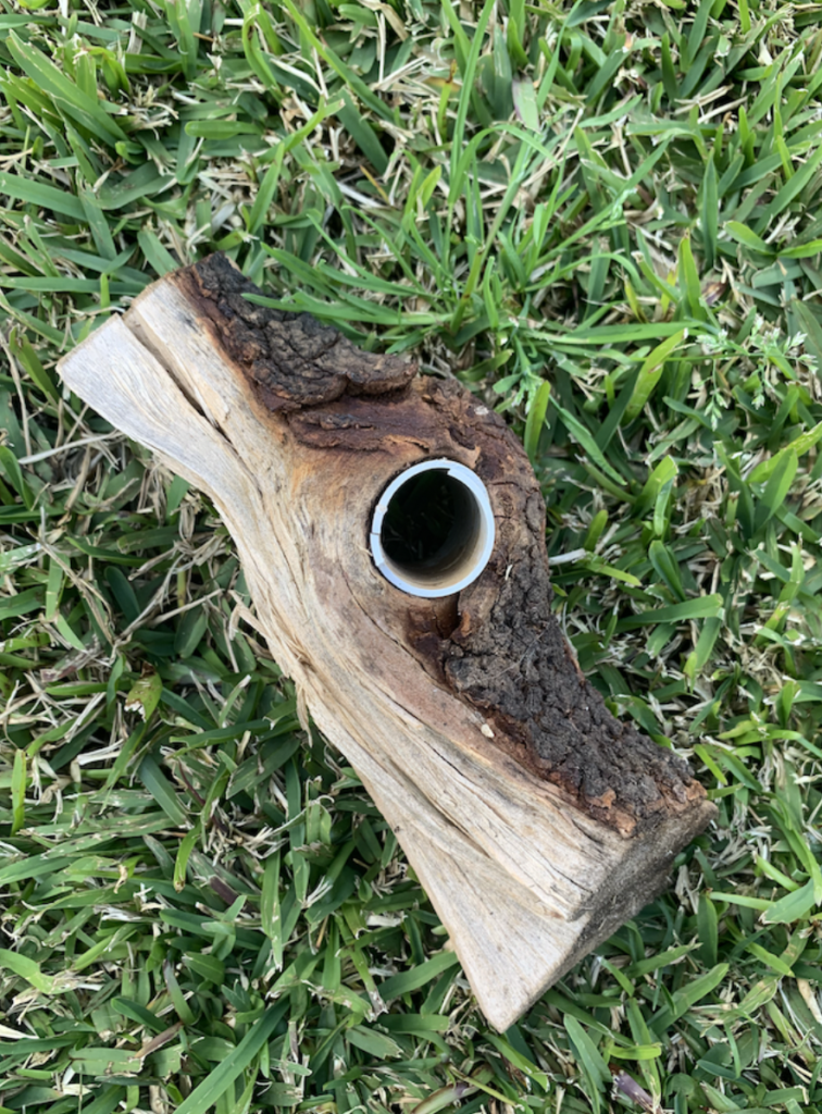 tree roots around PVC pipe