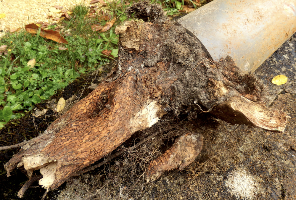 tree roots in pipes