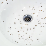 how-to-get-rid-of-drain-flies-australia-