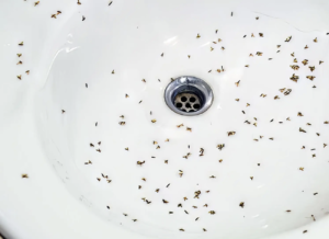 how-to-get-rid-of-drain-flies-australia-